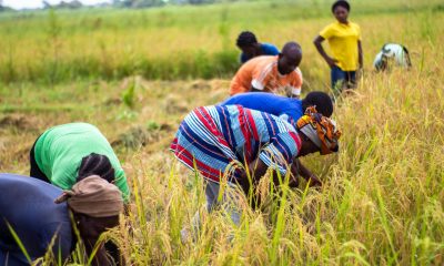 people farming on the field
