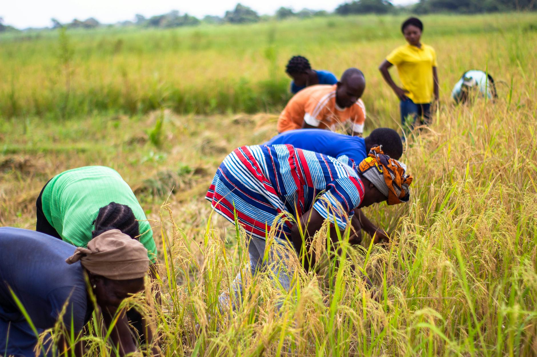 people farming on the field